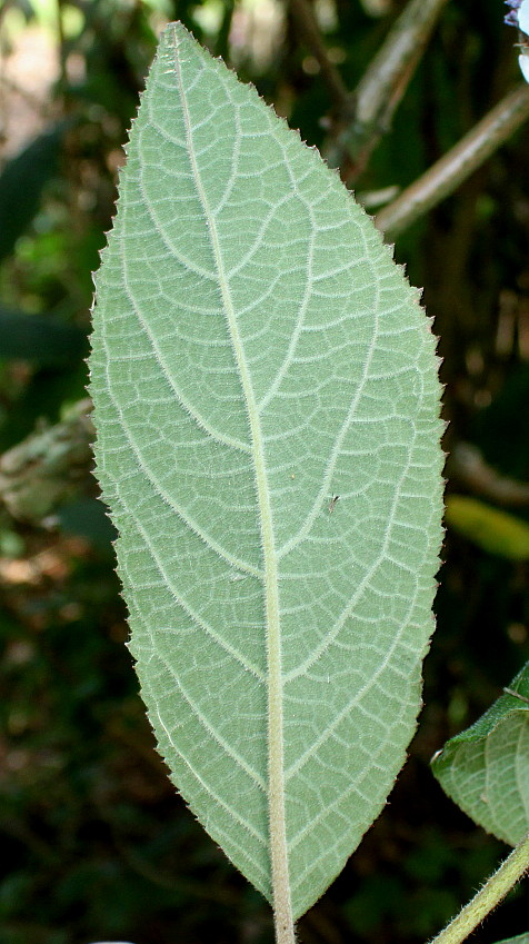 Изображение особи Hydrangea strigosa.