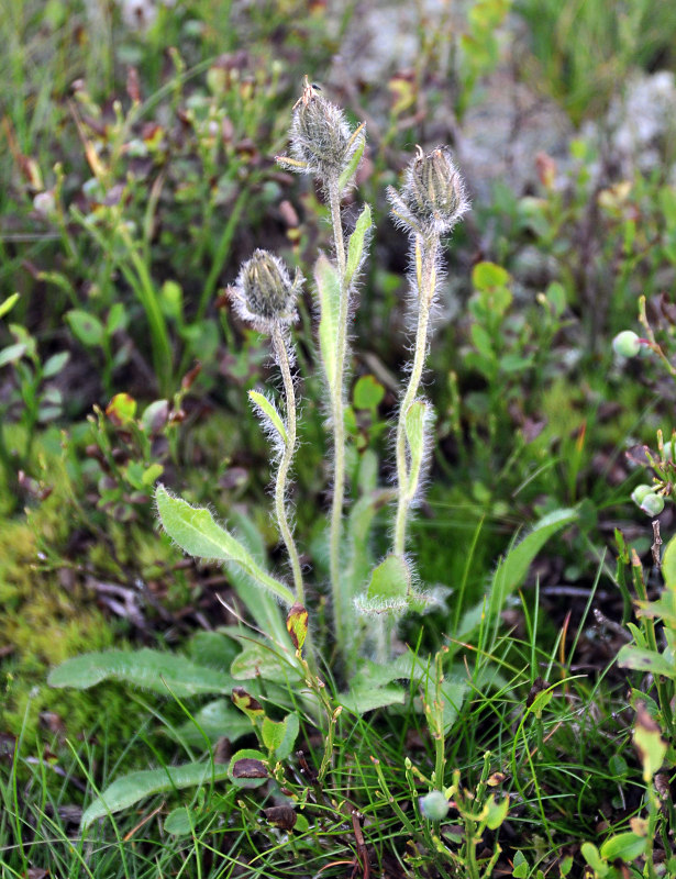 Изображение особи Hieracium alpinum.