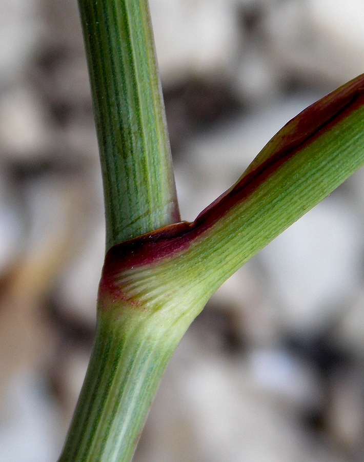 Image of Peucedanum tauricum specimen.
