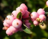 Symphoricarpos × chenaultii