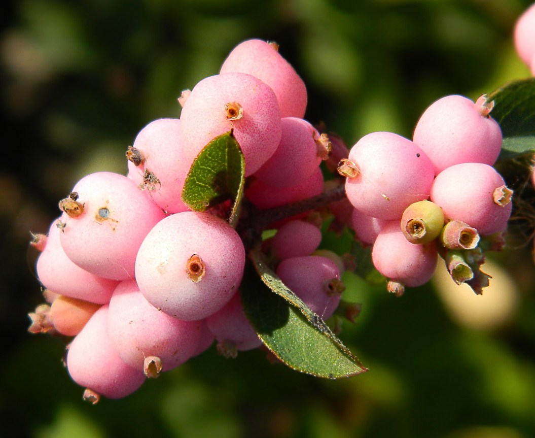 Изображение особи Symphoricarpos &times; chenaultii.