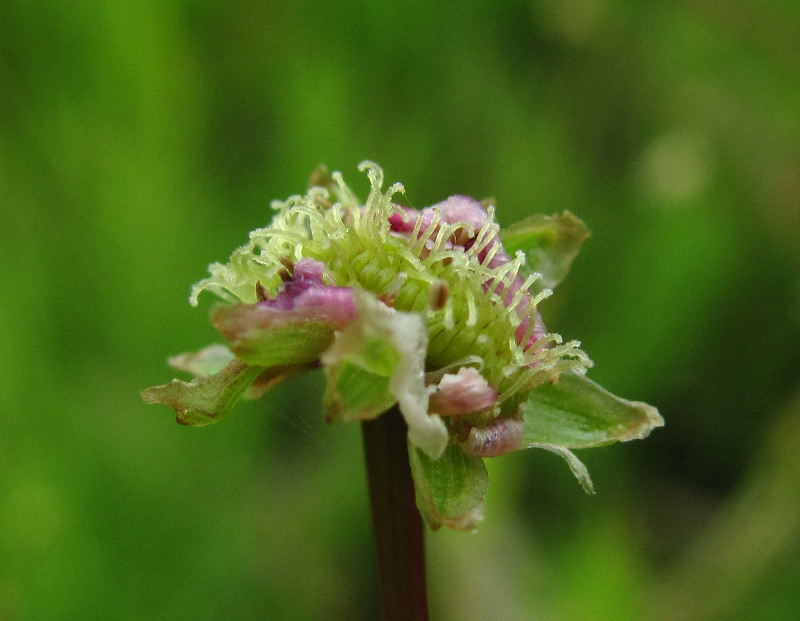 Image of Alisma lanceolatum specimen.