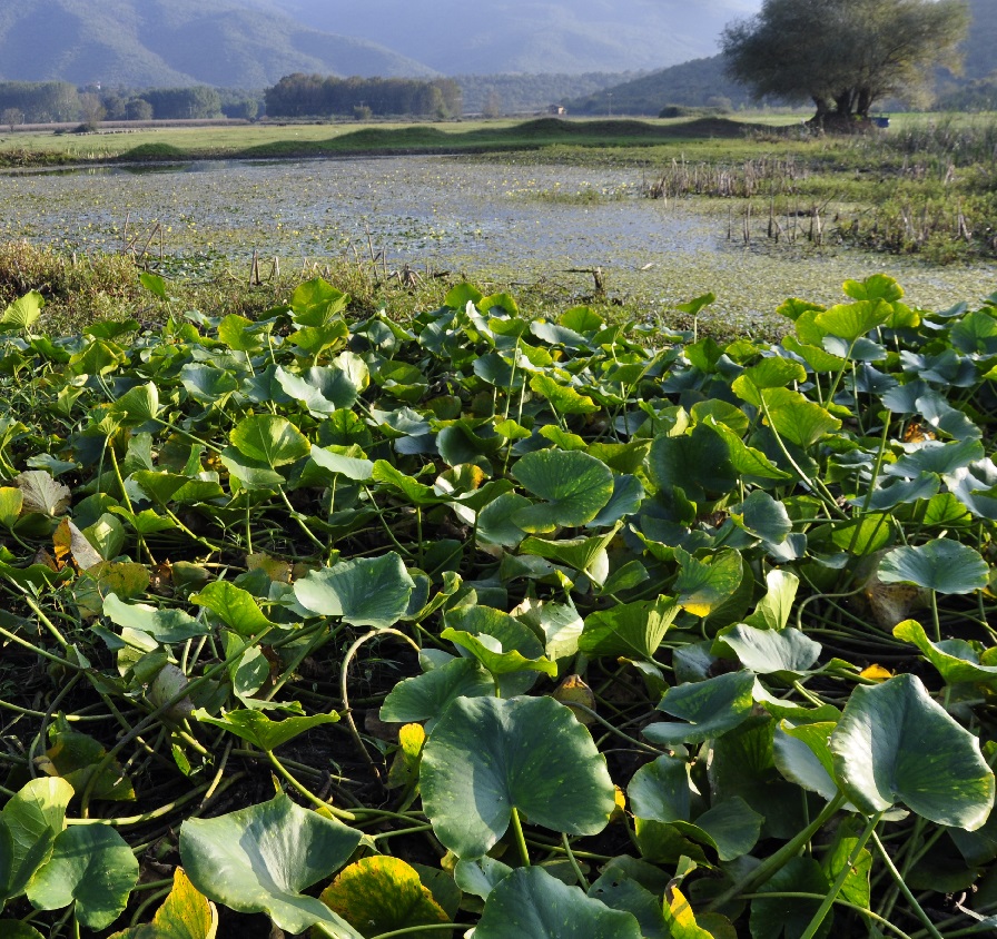 Image of Nymphaea alba specimen.