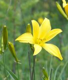 Hemerocallis minor. Цветок и бутоны. Иркутская обл., западное побережье Байкала, окр. базы \"Чара\", пойма руч. Хорга. 03.07.2014.