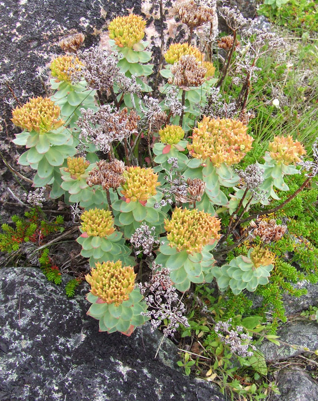 Image of Rhodiola rosea specimen.