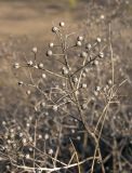 Crambe steveniana