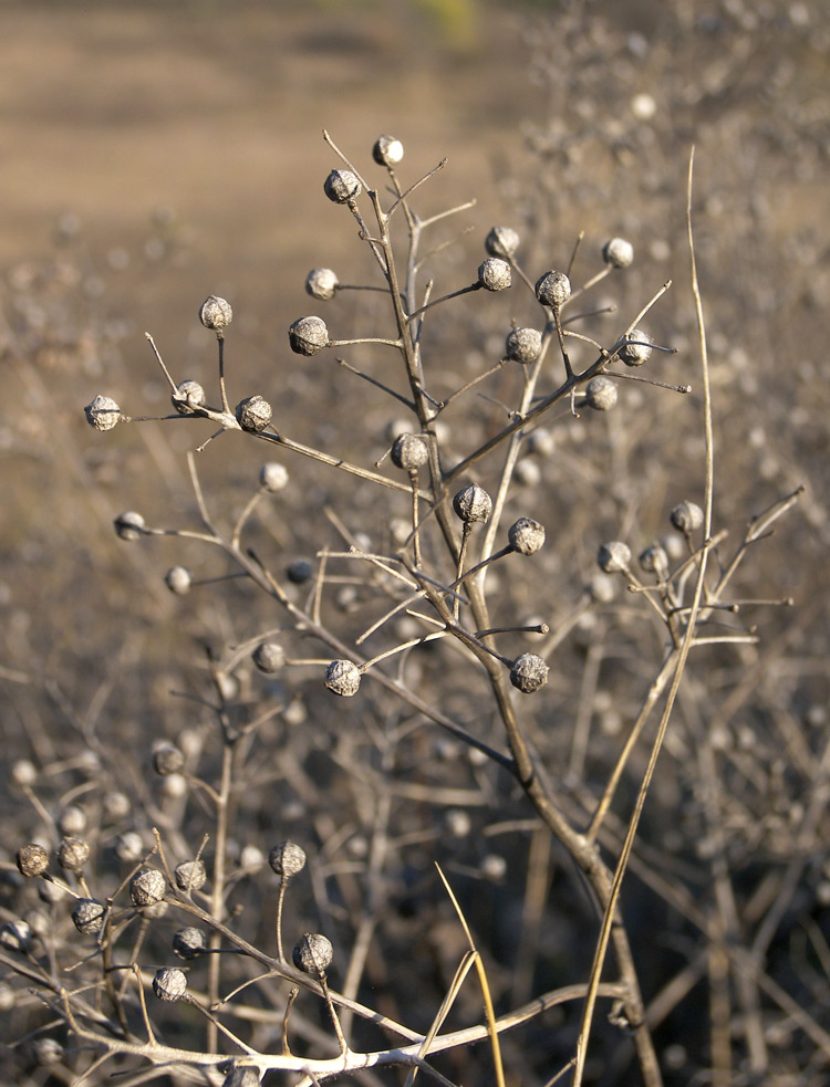 Изображение особи Crambe steveniana.