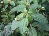 Impatiens parviflora. Верхушка отцветающего побега. Видны плоды (узкие коробочки), цветки, листья с прижатозубчатым краем. Петрозаводск, конец сентября.