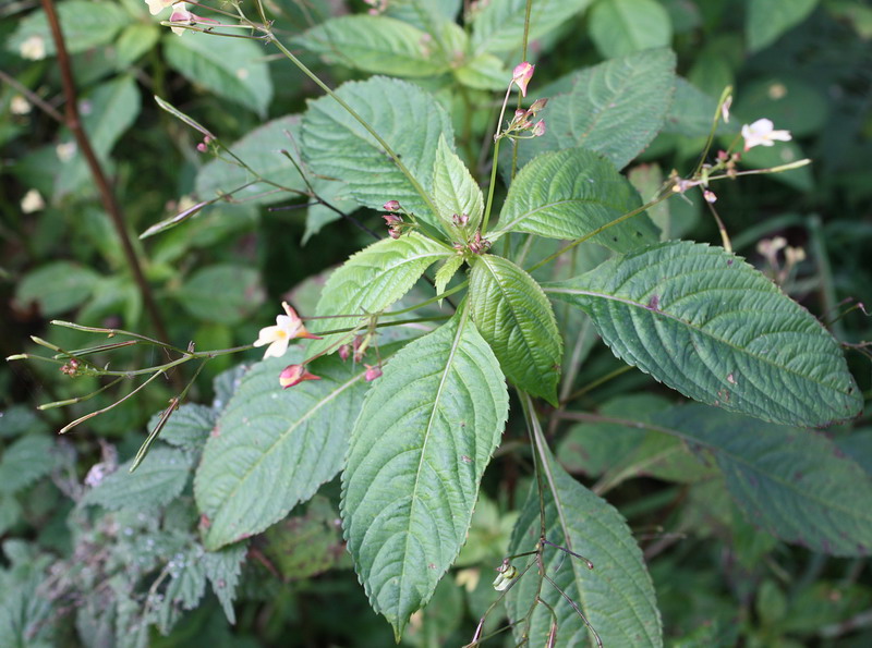 Image of Impatiens parviflora specimen.