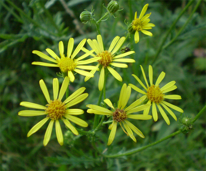 Image of Senecio grandidentatus specimen.
