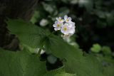 Diphylleia grayi