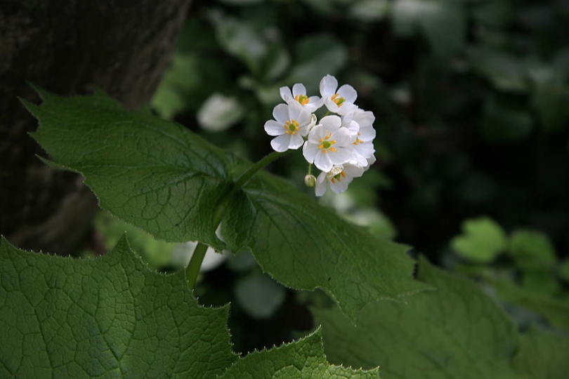 Image of Diphylleia grayi specimen.