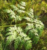 Anthriscus sylvestris. Нижний лист растения. Кольский полуостров, Восточный Мурман, пос. Дальние Зеленцы. 31.08.2009.