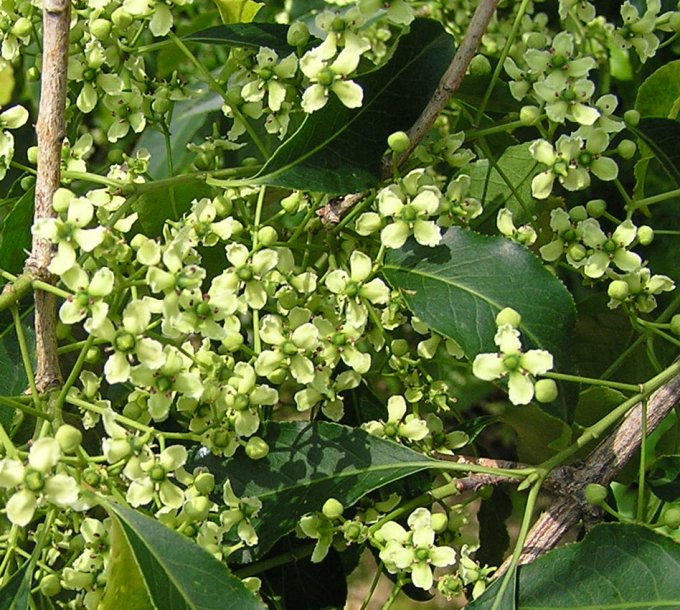 Изображение особи Euonymus maackii.