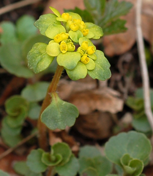 Изображение особи Chrysosplenium pilosum.