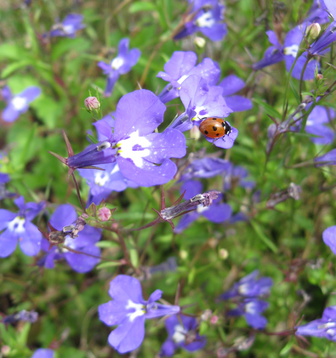 Изображение особи Lobelia erinus.