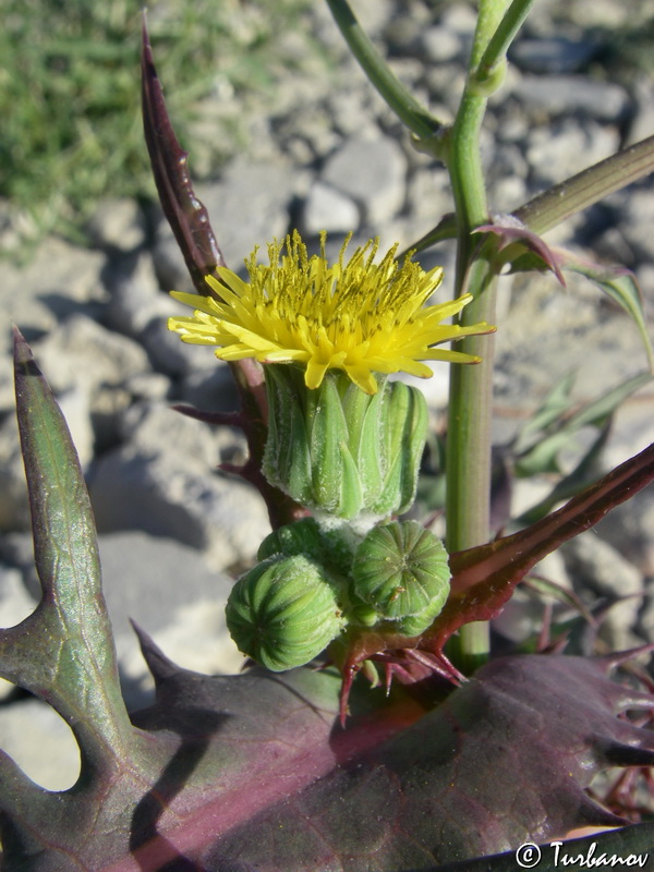 Изображение особи Sonchus oleraceus.