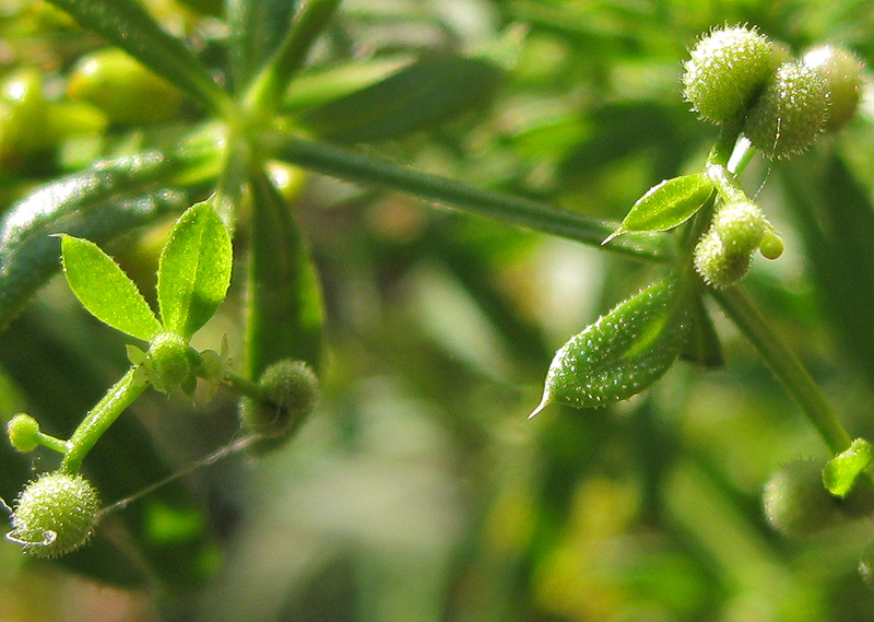Image of Galium aparine specimen.