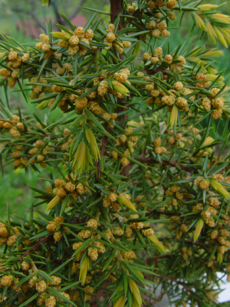 Изображение особи Juniperus communis.