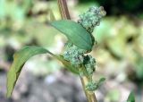 Chenopodium album