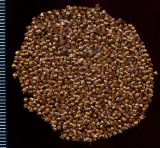 Rumex crispus. Семена. Курская обл., Железногорский р-н, пос. Каменец, дачи Жуковец, у дороги. 1 ноября 2009 г.