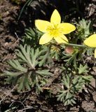 Anemone gortschakowii