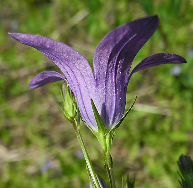 Изображение особи Campanula patula.