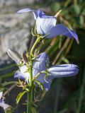 Campanula pyramidalis
