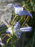 Campanula pyramidalis. Верхушка соцветия. Черногория, муниципалитет Будва, окр. с. Кульяче (Kuljače), близ церкви на хребте ~750 м к СЗ от села, на каменистой тропе. 08.10.2014.