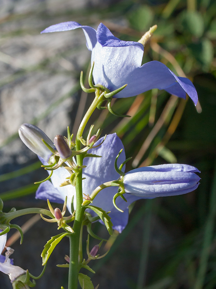 Изображение особи Campanula pyramidalis.