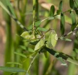 Vicia hirsuta