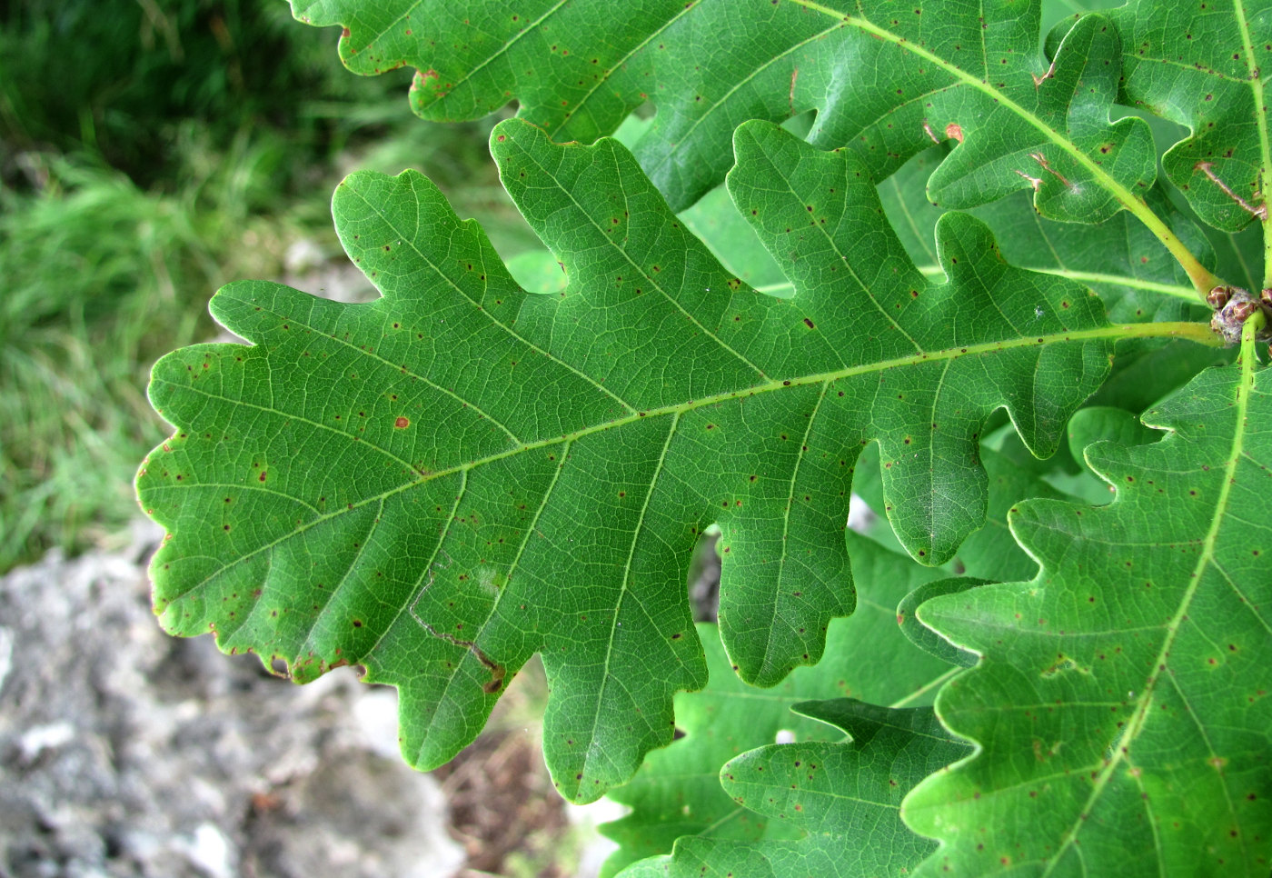 Изображение особи Quercus petraea.