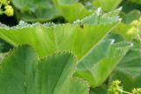 Alchemilla brevidens. Листья. Крым, луговина на Бабуган яйле. 1 июля 2009 г.