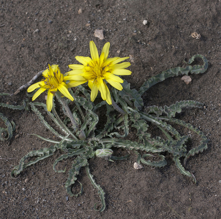 Image of Scorzonera gorovanica specimen.