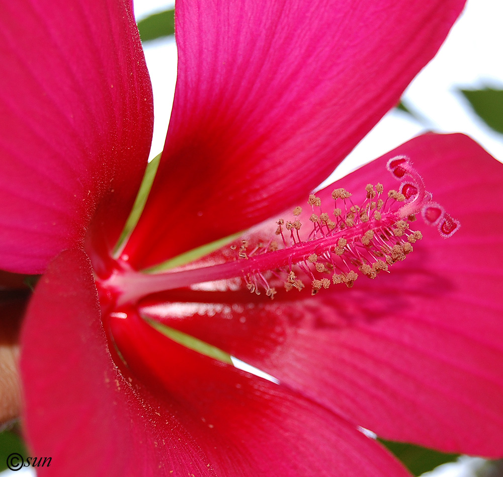 Image of Hibiscus coccineus specimen.