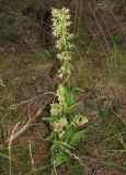 Epipactis helleborine