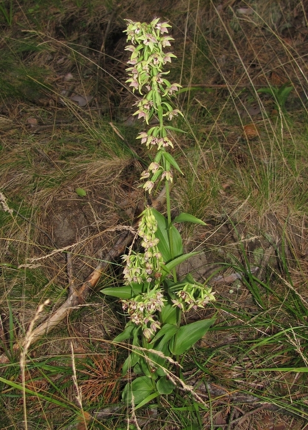 Изображение особи Epipactis helleborine.