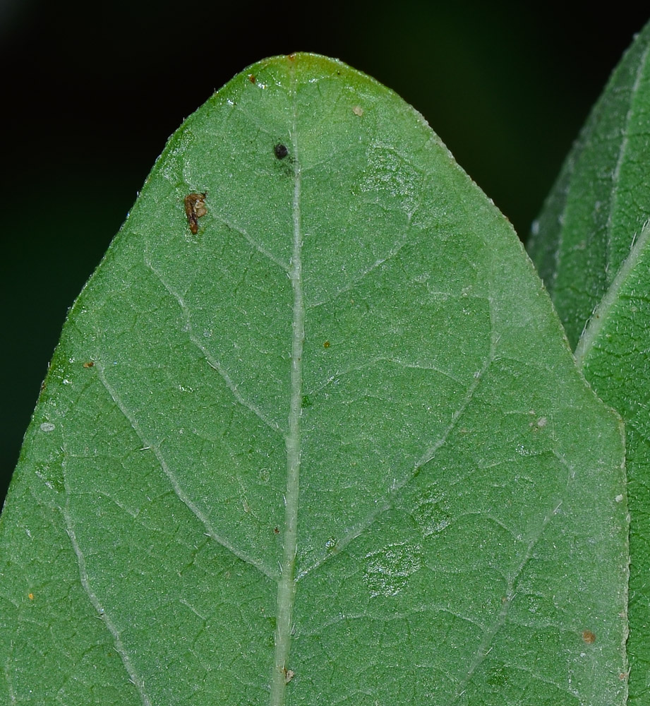 Изображение особи Cordia sinensis.