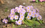 Primula vulgaris. Цветущее растение. Черноморское побережье Кавказа, г. Новороссийск, в культуре. 15 февраля 2015 г.