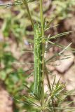 Galium pamiro-alaicum