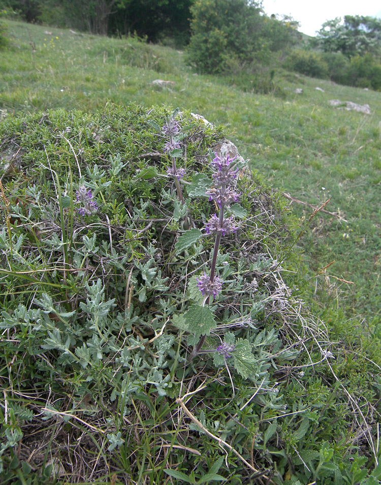 Изображение особи Marrubium plumosum.