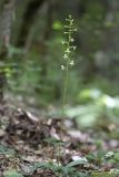 Platanthera chlorantha. Цветущее растение. Крым, Бахчисарайский р-н, пос. Куйбышево, лес на склоне горы. 24.05.2014.