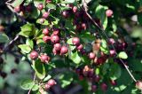 Malus &times; purpurea