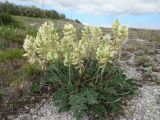 Hedysarum grandiflorum
