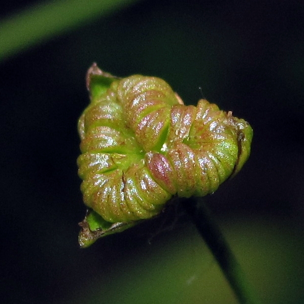 Изображение особи Alisma plantago-aquatica.