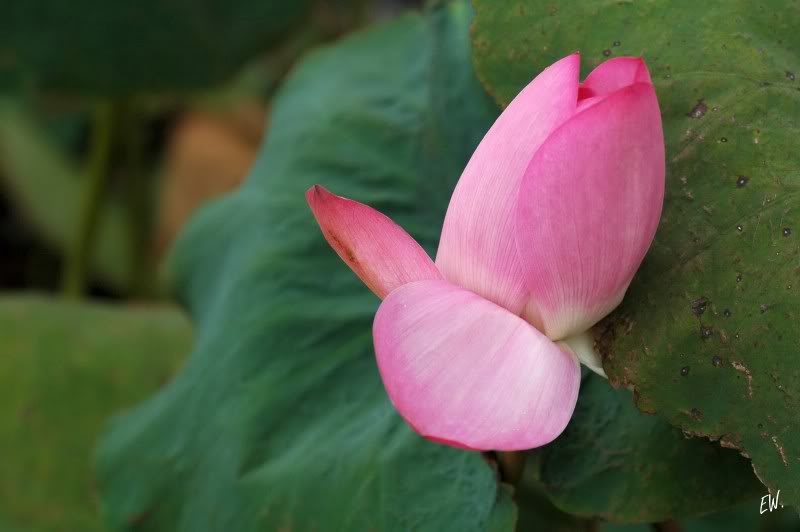 Изображение особи Nelumbo nucifera.