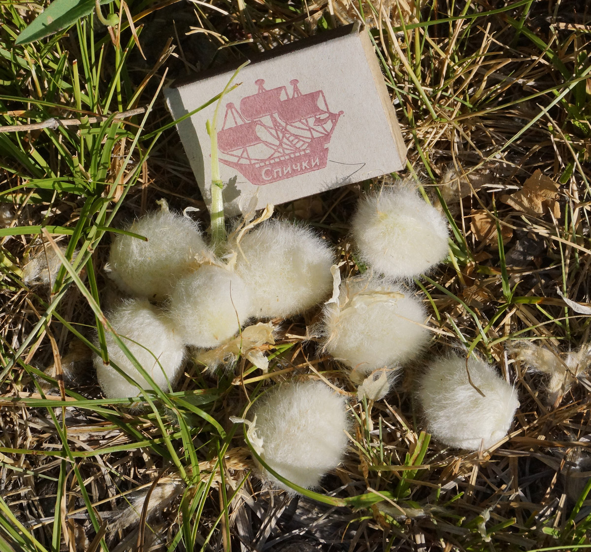 Image of Astragalus sieversianus specimen.