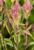 Castilleja rubra. Верхушки побегов с соцветиями и часть побега. Республика Бурятия, Северобайкальский р-н, окр. мыса Онокочанский, опушка леса. 09.07.2015.