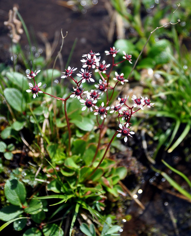 Image of Micranthes melaleuca specimen.