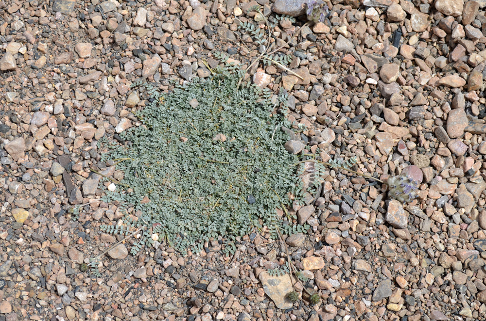 Image of Astragalus nivalis specimen.